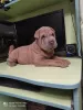 Photo №4. I will sell shar pei in the city of Kremenchug. private announcement - price - 183$