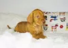 Photo №4. I will sell vizsla in the city of Borisov. breeder - price - negotiated