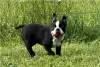 Photo №1. boston terrier - for sale in the city of Munich | negotiated | Announcement № 104852