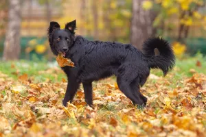 Additional photos: Metis Border Collie Teddy is looking for a loving host