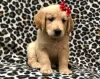 Photo №1. golden retriever - for sale in the city of Lahti | Is free | Announcement № 128377