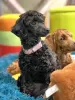 Additional photos: toy poodle puppies