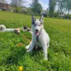 Photo №3. Siberian Husky Piebald. Ukraine