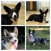 Additional photos: Welsh corgi cardigan puppies, boys.