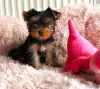 Photo №1. yorkshire terrier - for sale in the city of Östersund | Is free | Announcement № 89559