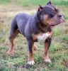 Photo №4. I will sell american bully in the city of Voronezh. breeder - price - 1380$