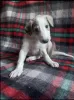 Additional photos: Russian Greyhound Borzoi - Puppies