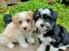 Photo №1. havanese dog - for sale in the city of Bern | negotiated | Announcement № 124127