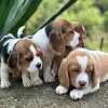 Photo №1. beagle - for sale in the city of Bielefeld | 141$ | Announcement № 129395