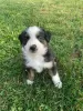 Photo №1. australian shepherd - for sale in the city of Uršna Sela | 449$ | Announcement № 13755