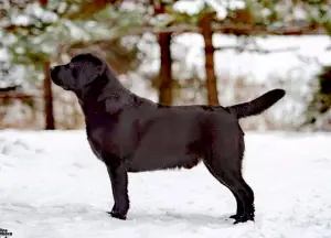 Photo №2. Mating service labrador retriever. Price - negotiated