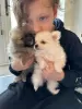 Photo №2 to announcement № 97067 for the sale of pomeranian - buy in United States private announcement, breeder