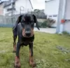 Additional photos: dobermann