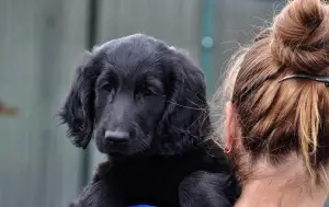 Photo №1. flat-coated retriever - for sale in the city of Bryansk | negotiated | Announcement № 2928