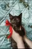 Photo №1. domestic cat - for sale in the city of Minsk | Is free | Announcement № 93611