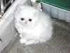 Photo №1. persian cat - for sale in the city of Heist-op-den-Berg | Is free | Announcement № 129046