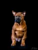 Photo №1. thai ridgeback - for sale in the city of Penza | 460$ | Announcement № 9926