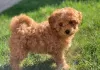 Photo №1. poodle (dwarf) - for sale in the city of Äkäslompolo | Is free | Announcement № 128391