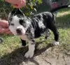 Additional photos: American Bully!!!