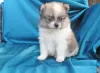 Photo №2 to announcement № 126857 for the sale of pomeranian - buy in Portugal 