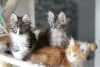 Photo №3. Maine Coon Kittens available for sale to loving homes. Spain