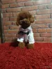 Photo №2 to announcement № 41885 for the sale of poodle (toy) - buy in Poland breeder