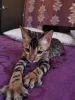 Photo №4. I will sell bengal cat in the city of Minsk. from nursery - price - 475$