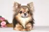 Photo №1. Mating service - breed: chihuahua. Price - negotiated