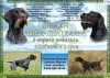 Photo №4. I will sell german wirehaired pointer in the city of Tyumen. private announcement - price - 408$