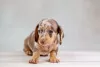 Photo №1. dachshund - for sale in the city of Minsk | 1768$ | Announcement № 31791