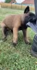 Additional photos: belgian shepherd puppies