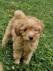 Additional photos: Toy poodle