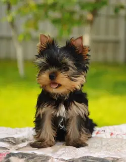 Additional photos: Yorkshire terrier boys for sale!