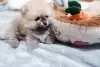 Additional photos: Beautiful Pomeranian Puppies Girls