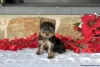 Photo №3. Yorkshire Terriers for sale. Germany