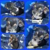 Photo №3. Registered Chihuahua Puppies - Port Elizabeth. Finland