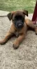 Additional photos: belgian shepherd puppies