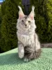 Photo №1. maine coon - for sale in the city of Noordwijk | Is free | Announcement № 100096