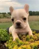 Photo №1. french bulldog - for sale in the city of Fermoy | 282$ | Announcement № 129984