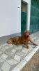 Photo №1. dogue de bordeaux - for sale in the city of Prokuplje | negotiated | Announcement № 114130