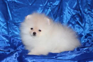 Photo №2 to announcement № 7142 for the sale of pomeranian - buy in Ukraine from nursery