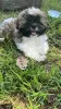 Photo №1. shih tzu - for sale in the city of Haifa | negotiated | Announcement № 113024