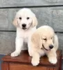 Photo №1. golden retriever - for sale in the city of Гамбург | Is free | Announcement № 128423