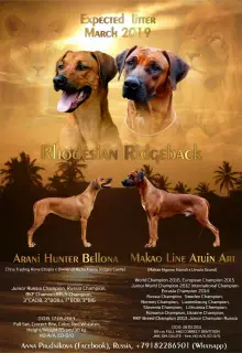 Photo №1. rhodesian ridgeback - for sale in the city of Labinsk | 779$ | Announcement № 3733