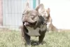 Additional photos: French bulldog girl, chocolate