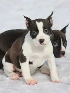 Additional photos: Amstaff puppies from ritomnik