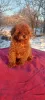 Photo №3. Toy poodle FCI boys. Ukraine