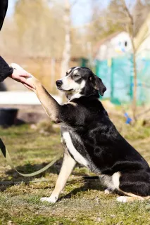 Additional photos: Stately, luxurious and magnificent dog looking for a home