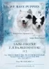 Additional photos: Yakutian Laika -beautiful puppies