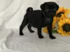 Photo №1. pug - for sale in the city of Bishkek | 750$ | Announcement № 8820